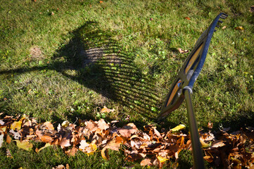 Rake with fallen leaves at autumn. Gardening during fall season. Falling leaves natural background. Czech Republic, Europe.