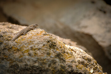Lizard suns itself on mossy stone near Sedona, Arizona