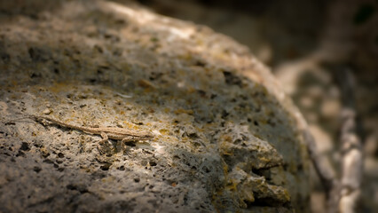 Fototapeta premium Tiny lizard on stone near Sedona, Arizona