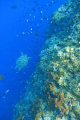 Indonesia Bunaken - Marine life Coral reef with tropical fish and sea turtle