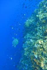Indonesia Bunaken - Marine life Coral reef with tropical fish and sea turtle