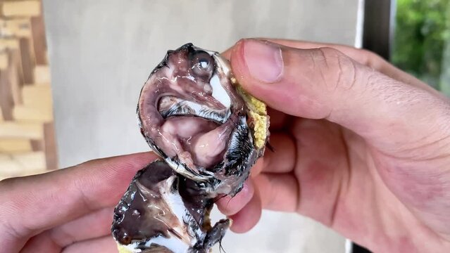 balut. Duck egg with embryo, traditional Asian food in the Philippines. balut open egg without shell