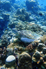 Indonesia Bunaken - Marine life Coral reef with tropical fish and sea turtle