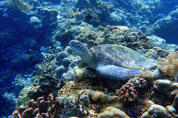 Indonesia Bunaken - Marine life Coral reef with tropical fish and sea turtle