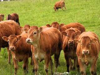 Vaches limousines.