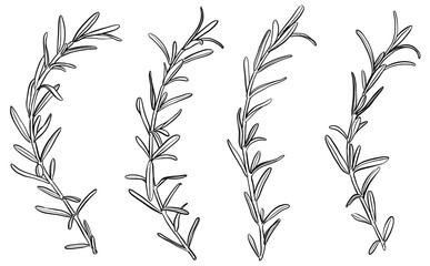 Naklejka premium ボタニカルなイラスト ローズマリー