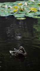 Stockente weiblich putzen Feder säubern Wasser Wald ente  