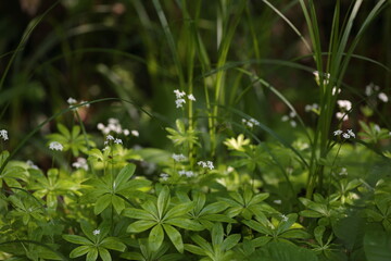 クルマバソウの旬