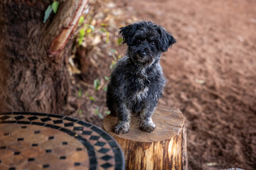 Black canine perched on a tree stump.