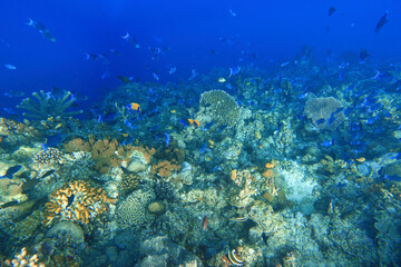 Indonesia Bunaken - Marine life Coral reef with tropical fish