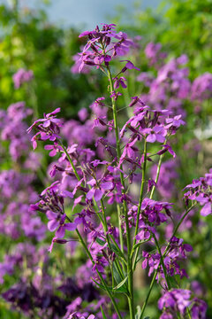 flowers of a matiola