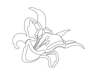 Hand drawn flower. Bloom and blossom plant. Minimalistic creativity and art. Romantic summer and spring gift. Poster or banner. Linear flat vector illustration on white background