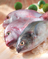 Fische, Atlantik, Fischfang, Ghana, westafrika, Doraden, 