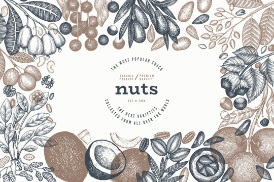 Hand Drawn Nuts Branch And Kernels  Template. Organic Seed Vector Design. Retro Nut Illustration. Engraved Style Botanical Banner.