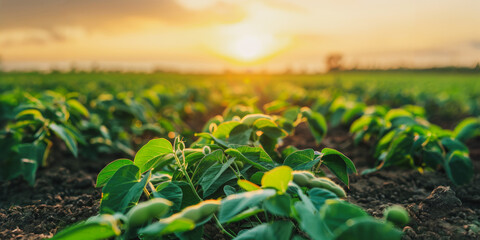 Close-up of green crop field at sunrise - Powered by Adobe