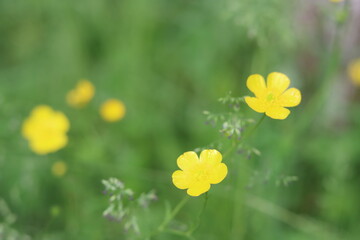Cloe up photo of a meadow lawn, green grass, yellow wild flowers. Natural pattern. Summer field texture. Green abstract background. 