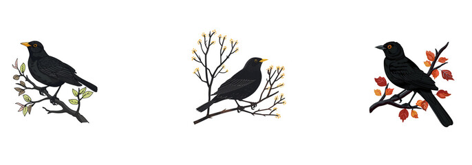Fototapeta premium Set of Blackbirds on a branch isolated on a transparent or white background, PNG 