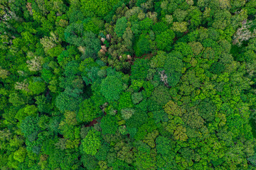 Fototapeta premium forest top view, Texture of green forest. The lungs of the Earth concept