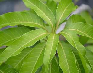 fresh green mango leaves of the new tropical plant