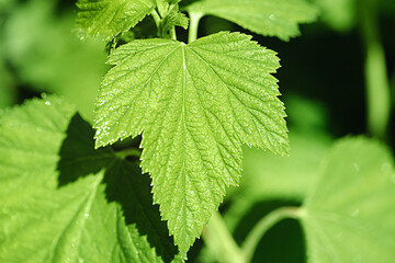 Currant leaves in sunlight. Currant bush macro photo thin focal part.