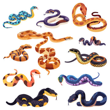 Snake types set. Reptiles crawling animals python taipan rattlesnake. Dangerous wild animals, venomous snakes vector clipart