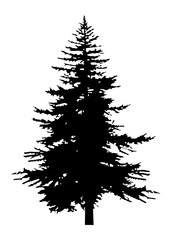 Fir trees silhouette. Black silhouette of sine tree on white background. Vector illustration