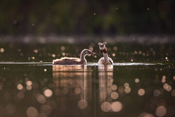 Haubentaucher mit Baby in der Abendsonne