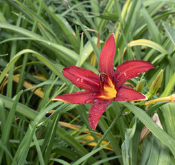 Hemerocallis 'Crimson Pirate' is a variety of daylily, day lily or ditch-lily  belonging to the Asphodelaceae family