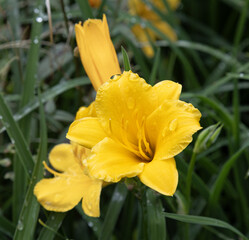 Hemerocallis 'Stella de Oro' is a variety of daylily, day lily or ditch-lily  belonging to the...
