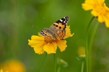 Obraz premium A beautiful motley butterfly sits on a yellow flower. Insects of Ukraine. Close up.