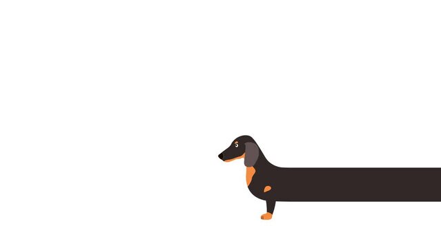 A very long dachshund. Cute cartoon animation on a white background.