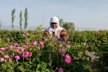 Villagers harvesting the famous Isparta rose in Turkey.