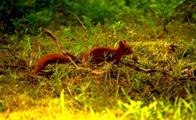 squirrel in the grass