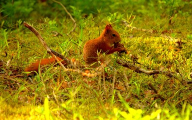 Fototapeta premium squirrel in the forest