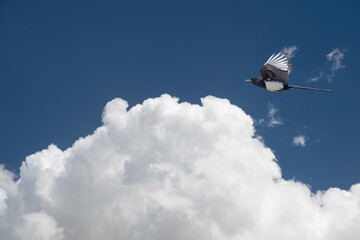 Eurasian Magpie flying against a blue sky with white clouds. Pica pica