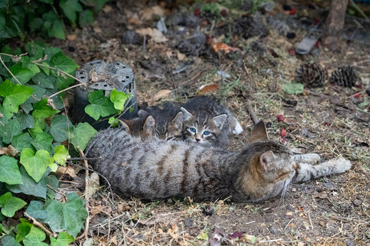 Stray cat nursing her kittens in the garden.