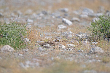 Camouflaged bird. Mother bird waiting on the egg. Eurasian Stone-curlew, Burhinus oedicnemus