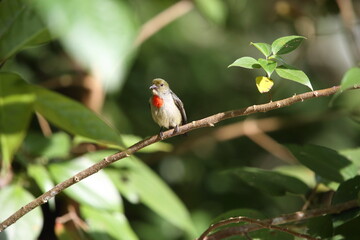 The olive-crowned flowerpecker (Dicaeum pectorale) is a small passerine bird in the flowerpecker family, Dicaeidae. It is found in far western New Guinea and on adjacent islands.
