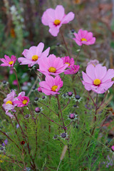 Fototapeta premium Schmuckkörbchen (Cosmos bipinnatus) Blüten, auch Kosmee
