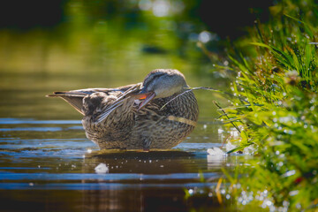 Female Mallard cleaning her feathers in the morning light