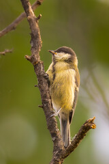 Great Tit perched on a tree branch in the morning light