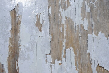 white painted wood surface. white paint is peeled off by the sun's heat and heavy rain, so that the wood is visible. suitable for natural background themes.