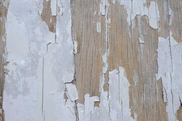 white painted wood surface. white paint is peeled off by the sun's heat and heavy rain, so that the...