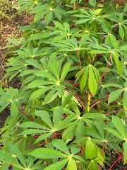green cassava leaves in nature garden