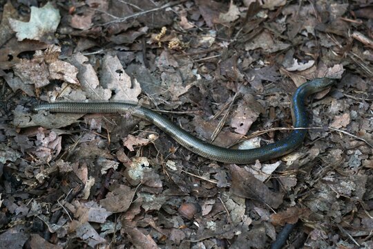 Padalec zwyczajny (Anguis fragilis) &ndash; gad, gatunek beznogiej jaszczurki. występuje w Europie, Azji i Afryce.