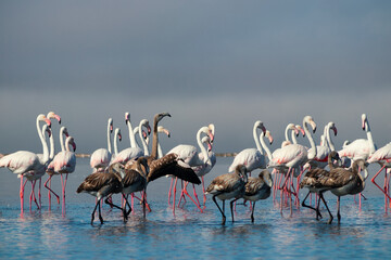  Flock of pink african flamingos  walking around the blue lagoon on the background of bright sky on...