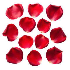 Fototapeta premium PNG A Collection of Red Rose Flower Petals