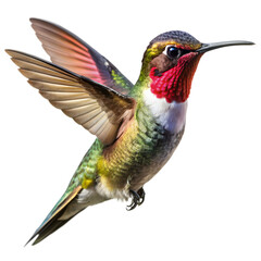 Naklejka premium PNG A Flying Hummingbird