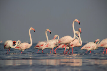 Wild african birds. Group birds of pink african flamingos  walking around the blue lagoon on a sunny day