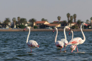 Wild african birds.  Flock of pink african flamingos  walking around the blue lagoon on the background of bright sky on a sunny day.